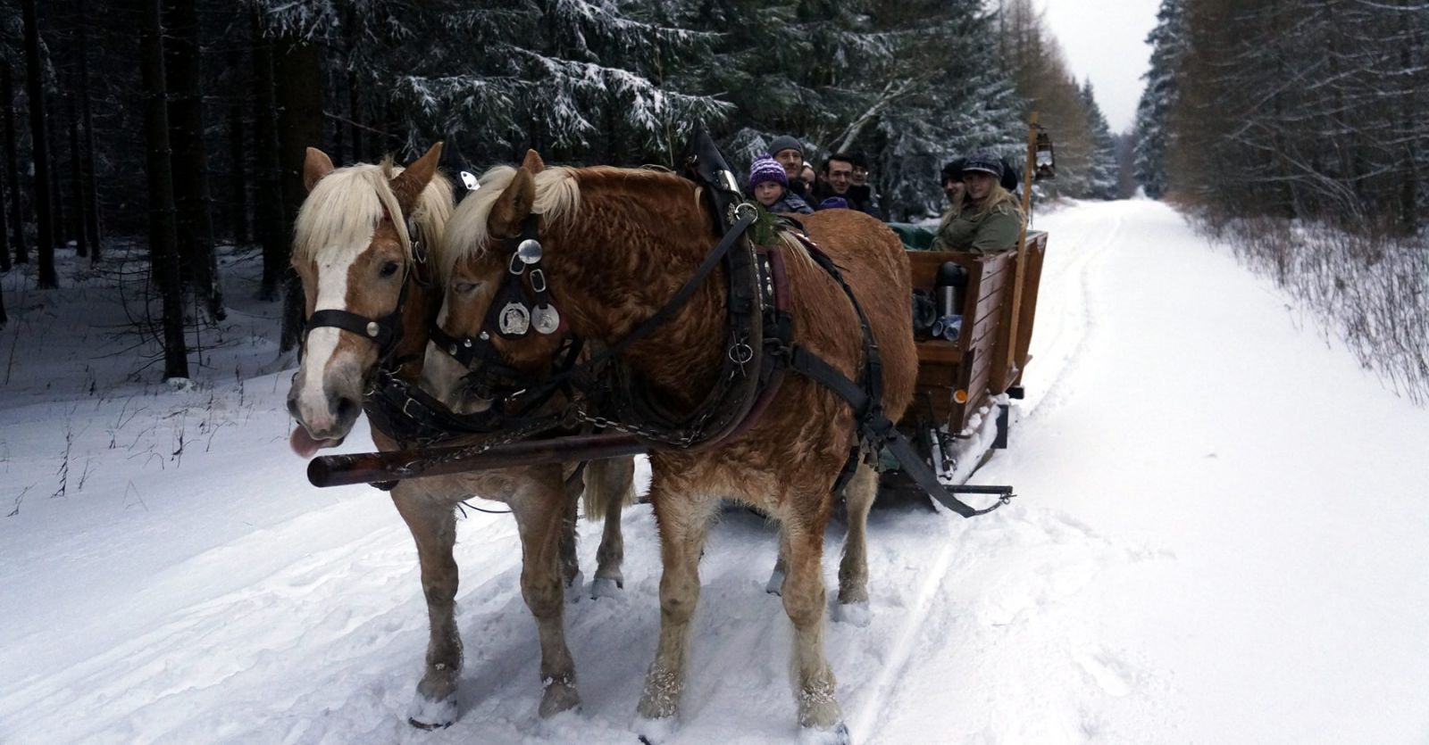 Weihnachten im Erzgebirge - Fahrt in einem Pferdeschlitten