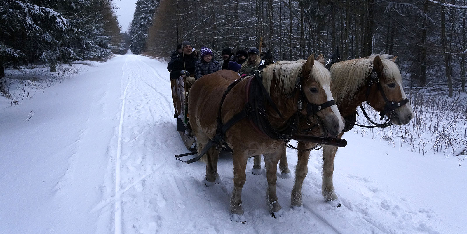 Fahrt mit dem Pferdeschlitten durch verschneiten Wald