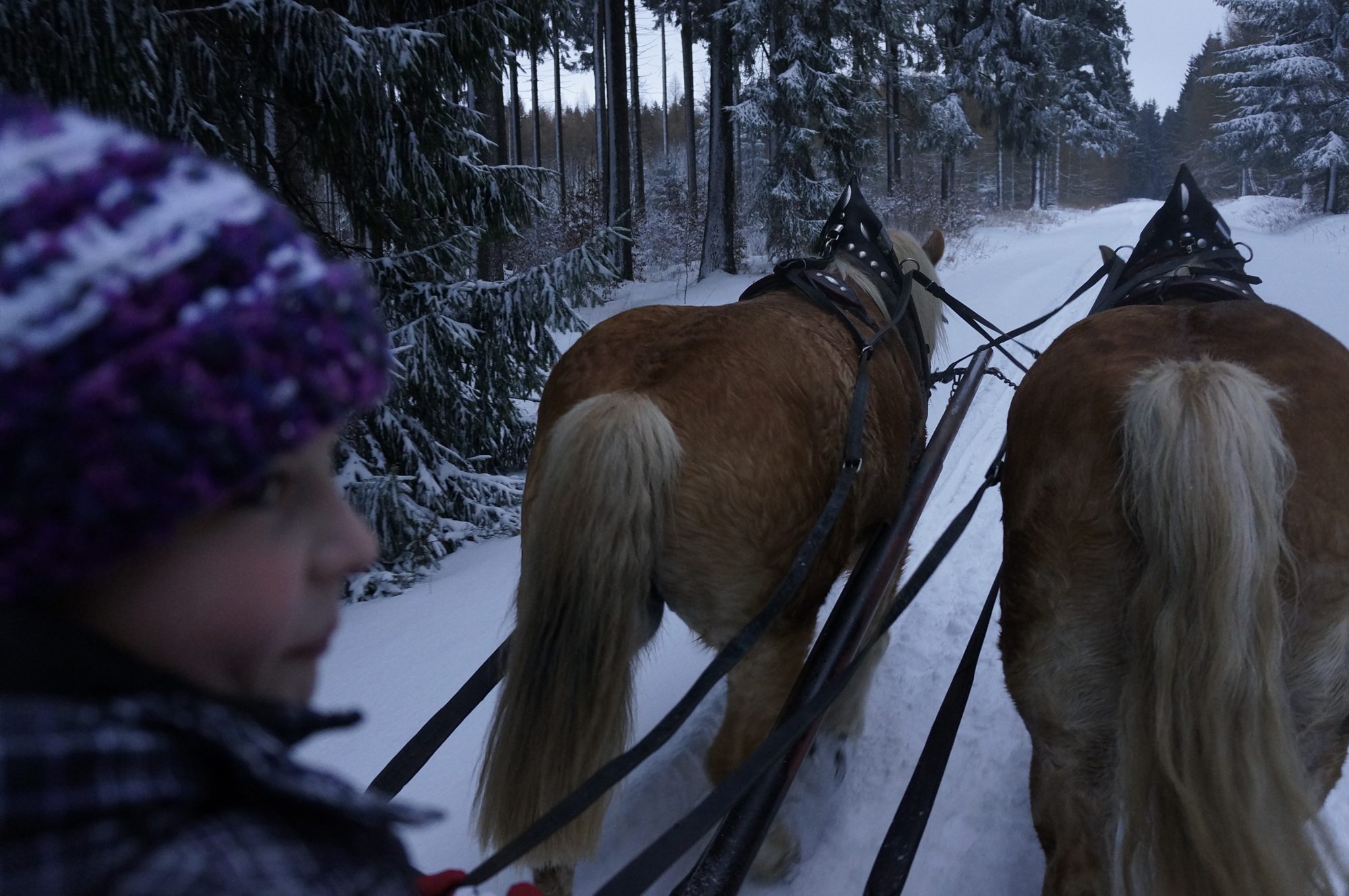 Weihnachtsurlaub mit Schlittenfahrt